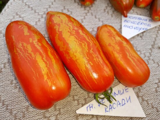 Безумие Касади
