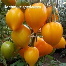 Золотые гребешки