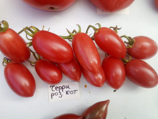 Розовый котя