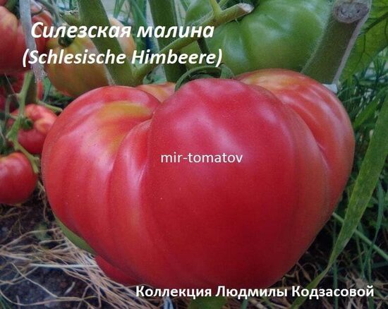 Силезская малина