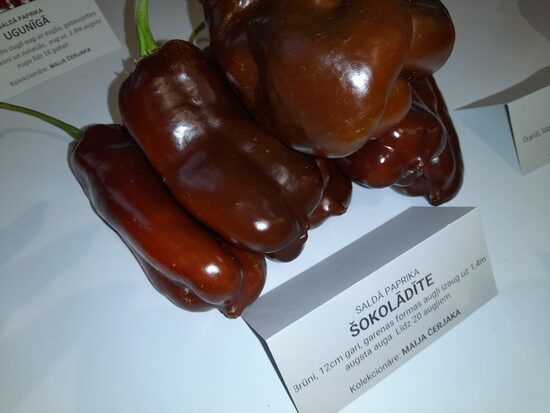 Болгарский перец шоколадный