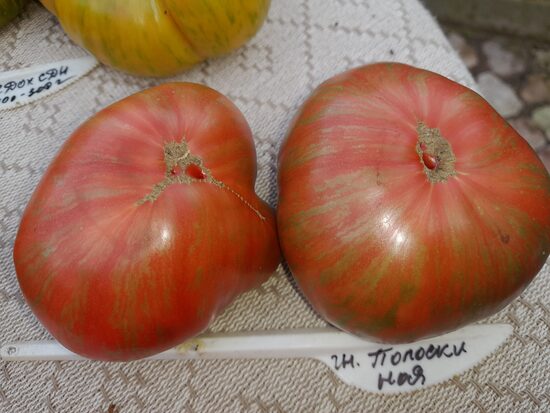 Гном Полоски Ноя