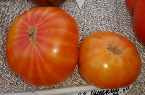 Гном Русский Вихрь