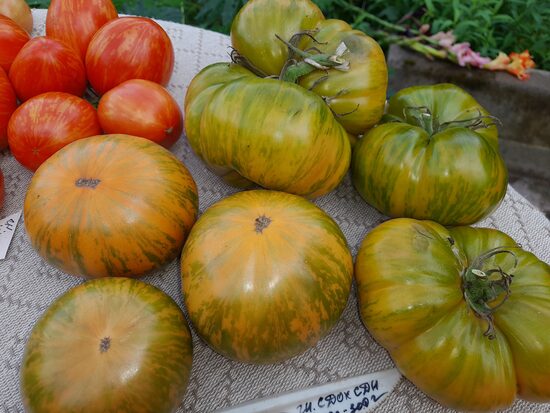 Гном СДОХСН Б.Хортона