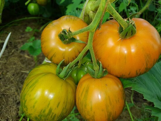 Марина Духова