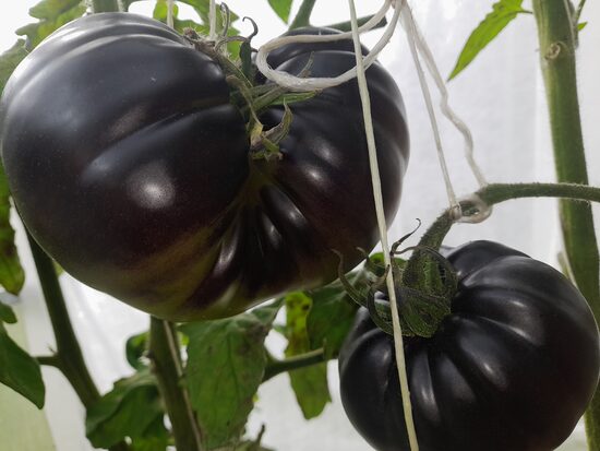 Угольный гребень с клубничной головой