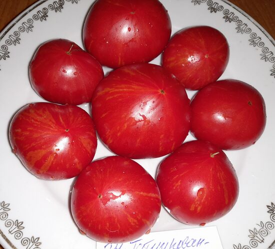 Гном Татуированная леди