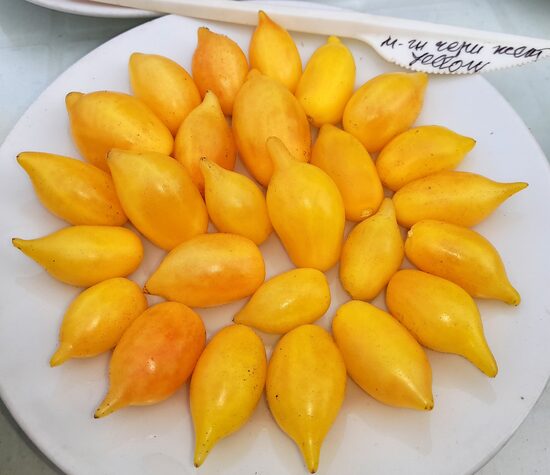 Микрогном Жёлтый Черри