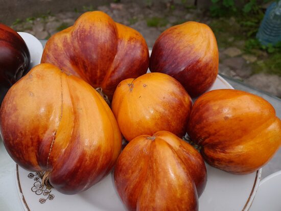 Рыжая Комета Софии