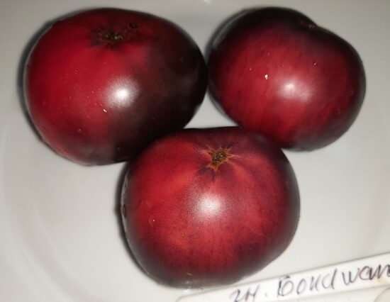  Гном Роза Гондвана