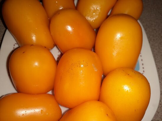 Сливка Бендрика