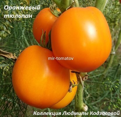 Оранжевый тюльпан