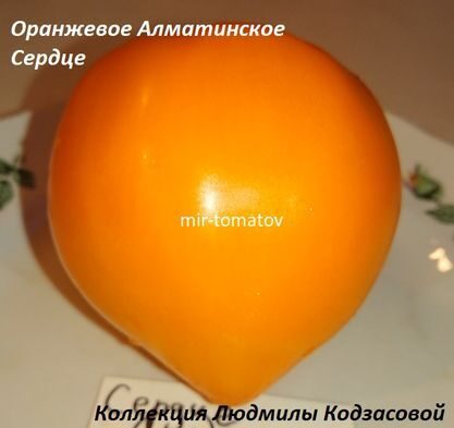 Оранжевое сердце Алматинское