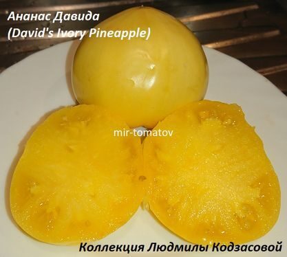 Ананас Давида