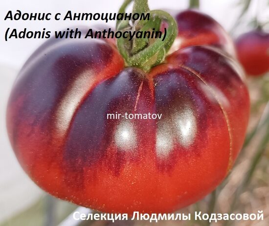 Адонис с Антоцианом