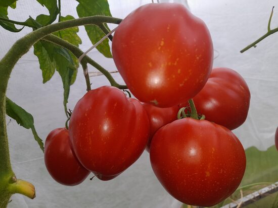 Пламенное Сердце Ланы