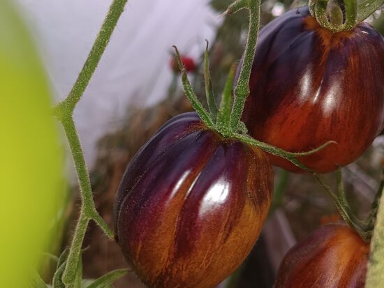 Огненный Тюрбан