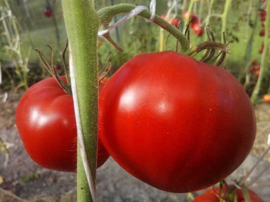 Андижанские