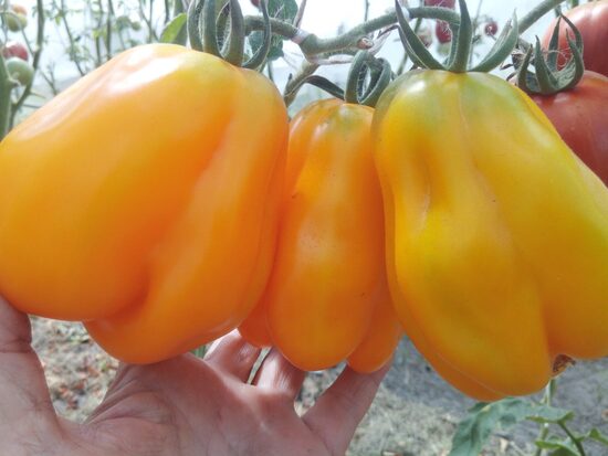 Драперованный