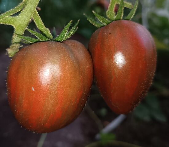 Гуцульская Магия