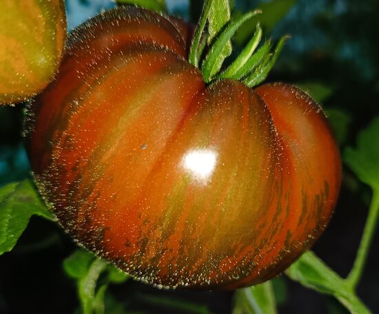 Лунный свет повстанцев Блэйна