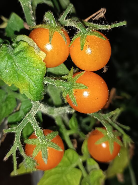 Микрогном Оранжевая Шапочка